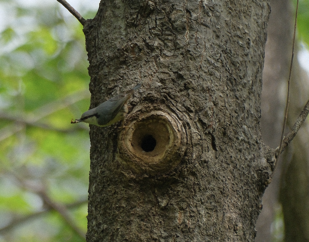 Eurasian Nuthatch - ML650930976
