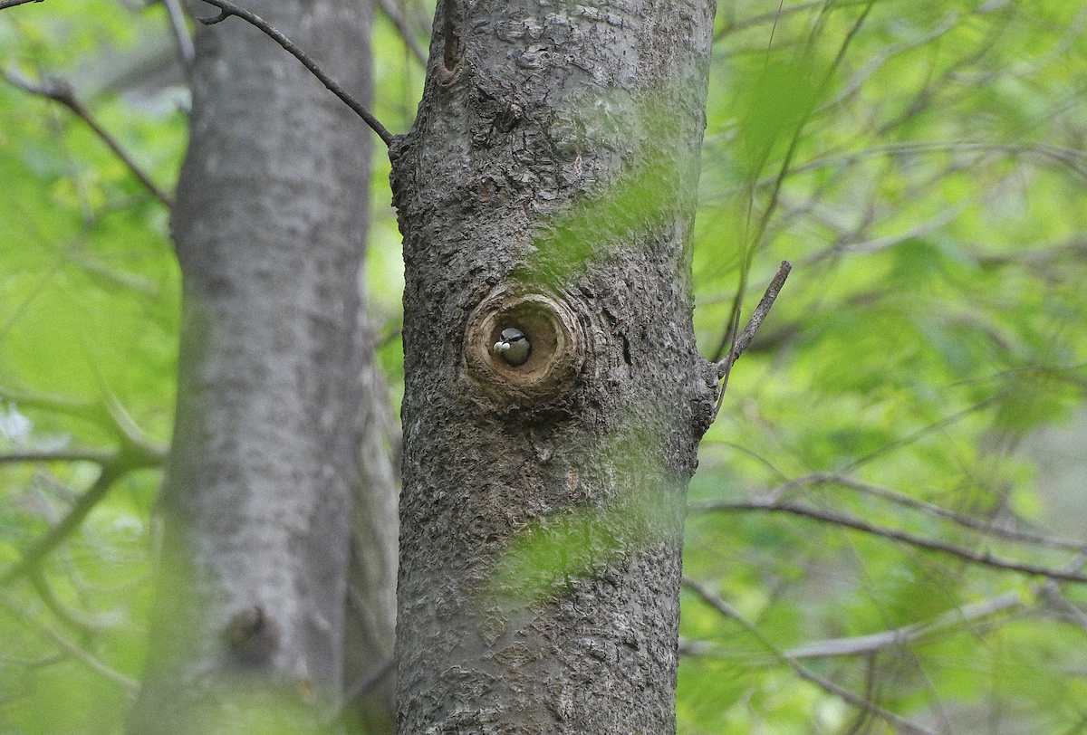 Eurasian Nuthatch - ML650930979