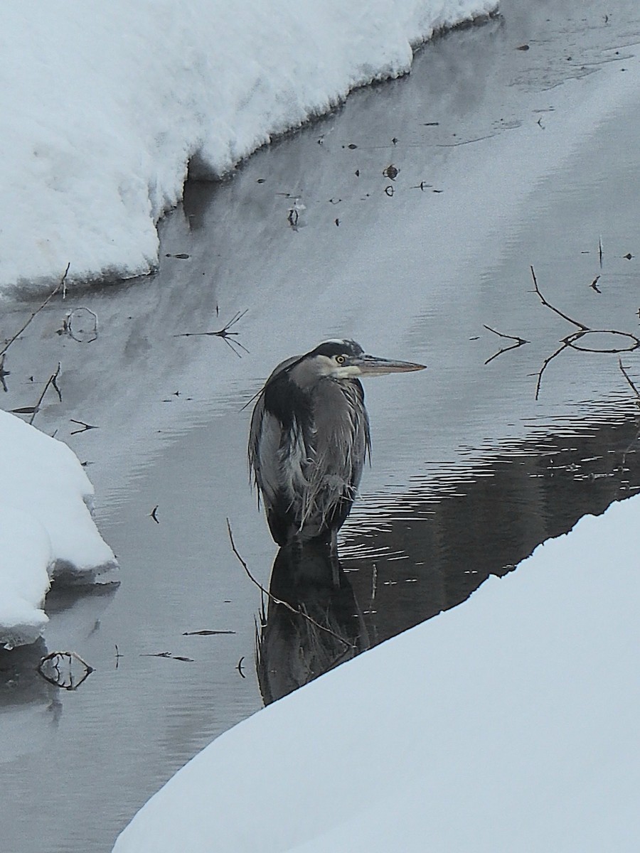 オオアオサギ - ML650931038