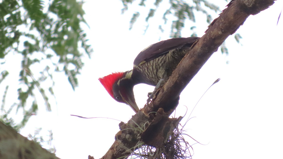 Pic ouentou - ML650931287