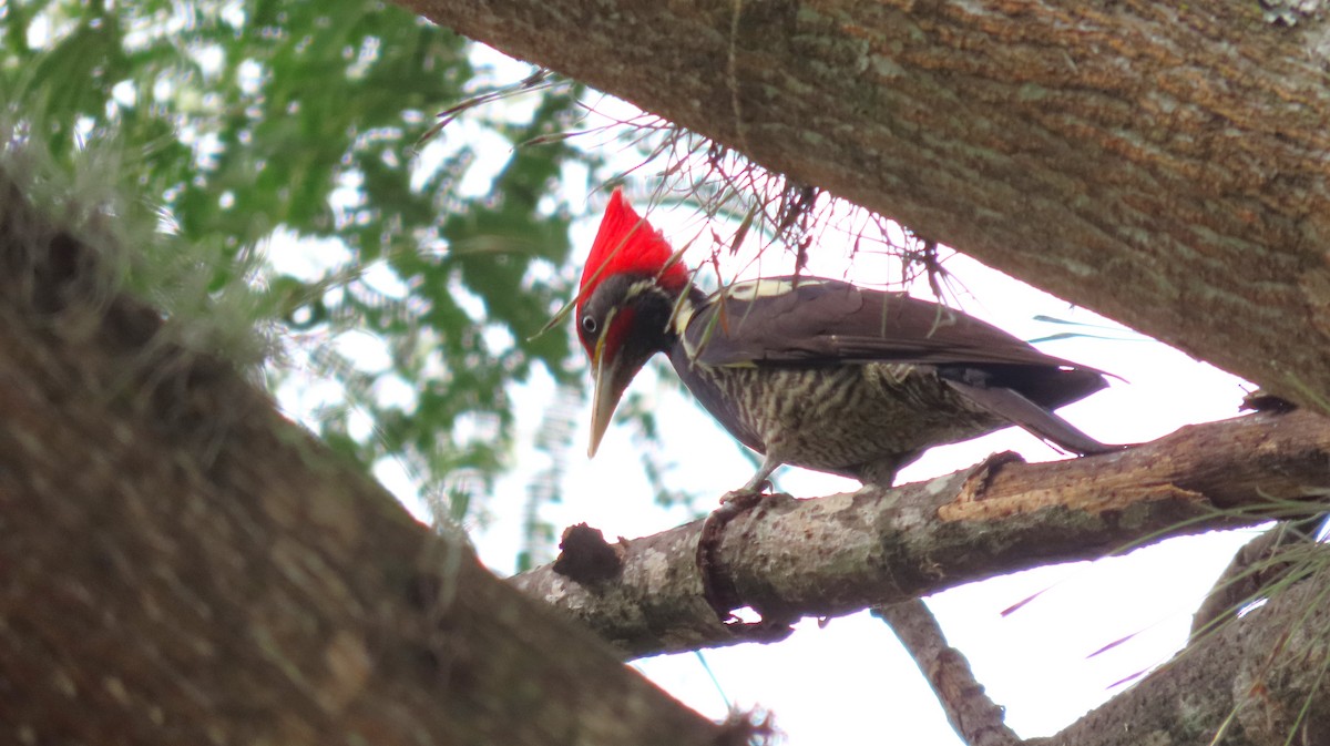 Pic ouentou - ML650931288