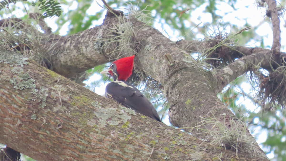 Pic ouentou - ML650931289