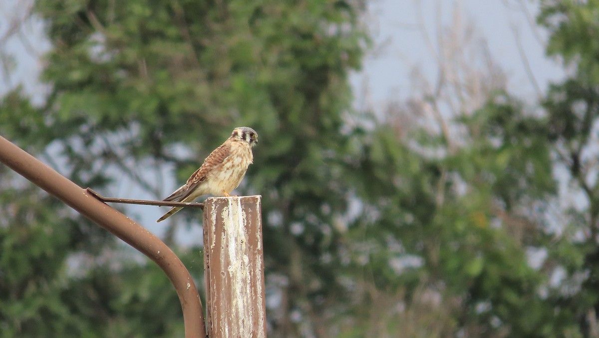 Crécerelle d'Amérique - ML650931299