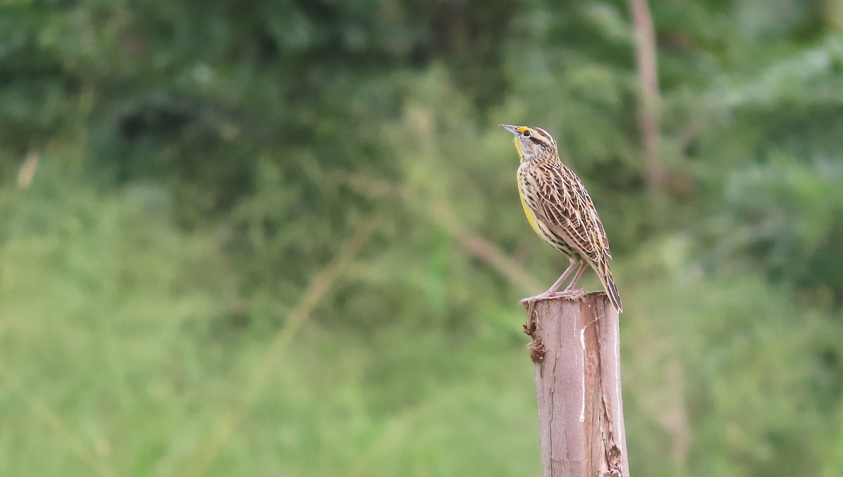 Sturnelle des prés - ML650931317