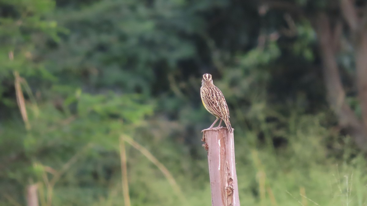 Sturnelle des prés - ML650931320