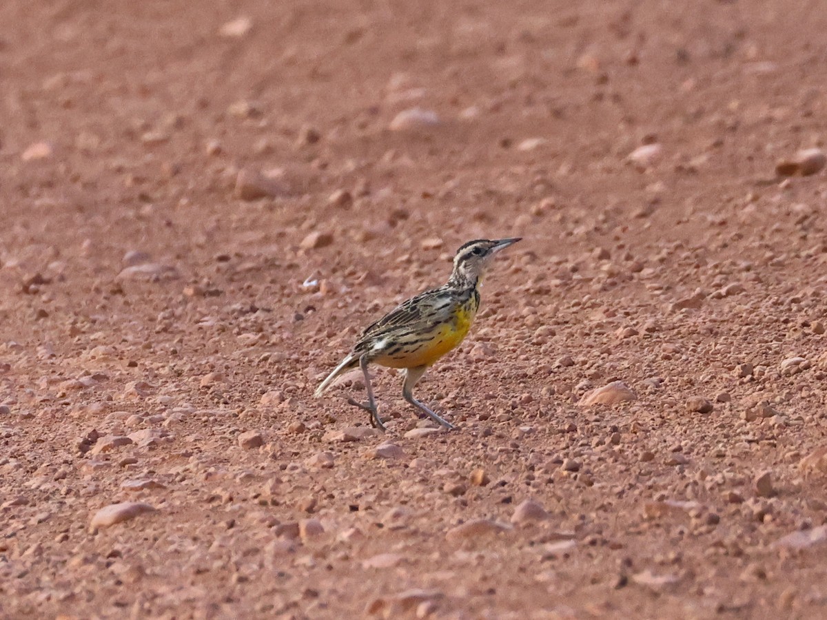 ヒガシマキバドリ - ML650931478