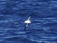 Pétrel diablotin - ML650931498