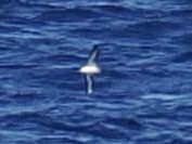 סערון שחור-כיפה - ML650931500