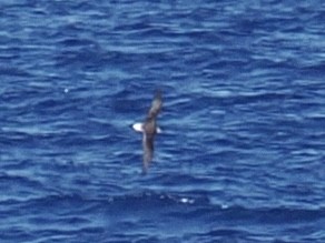 סערון שחור-כיפה - ML650931501