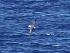 Pétrel diablotin - ML650931502