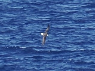 סערון שחור-כיפה - ML650931504