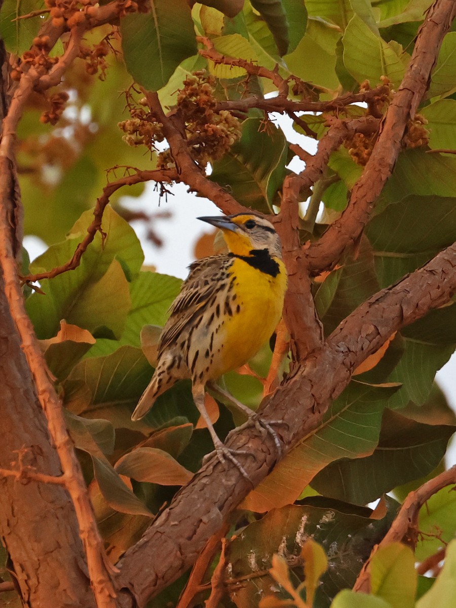 ヒガシマキバドリ - ML650931510