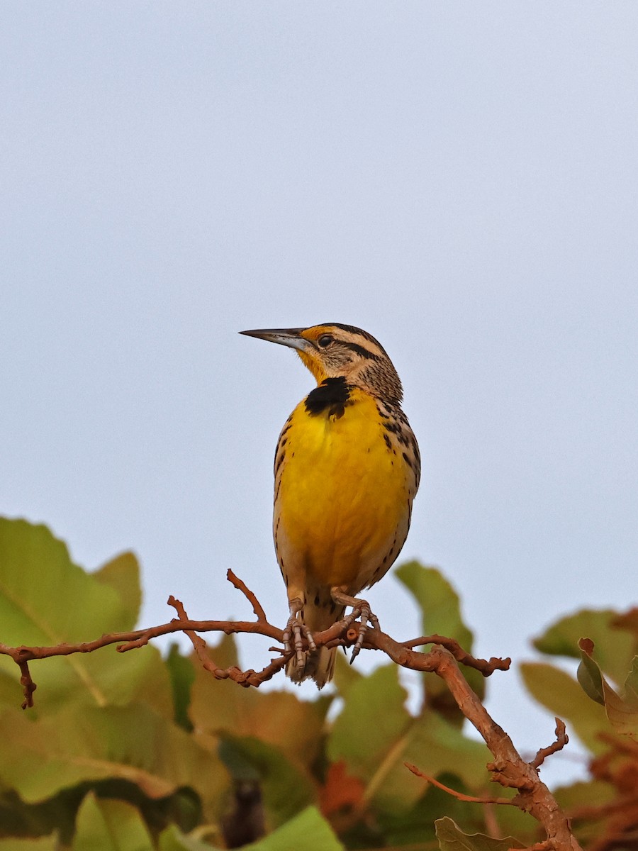 ヒガシマキバドリ - ML650931512