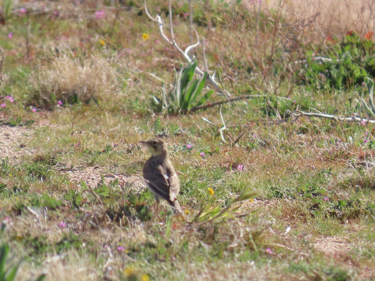 Horned Lark - ML650931948