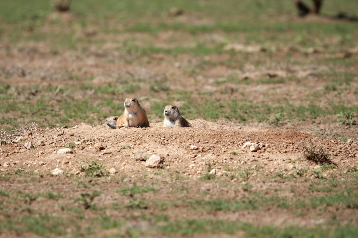 Black-tailed Prairie Dog - ML650932099