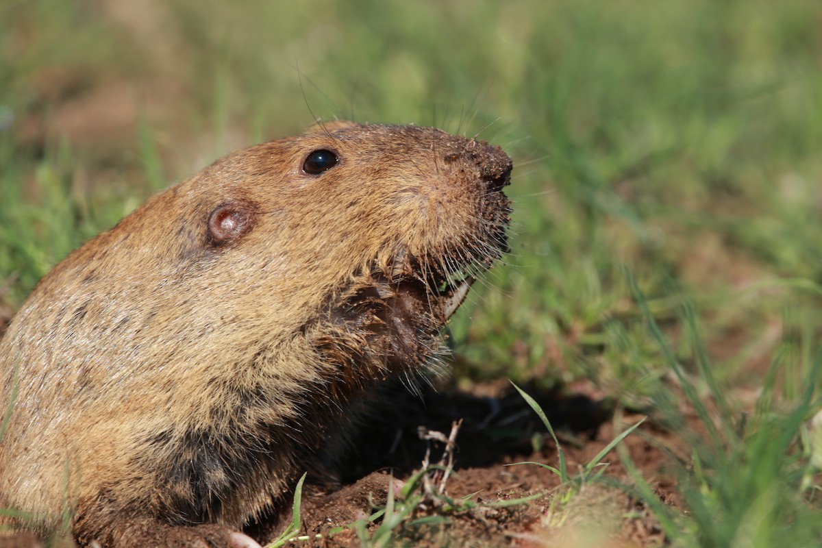 Plains Pocket Gopher - ML650932159