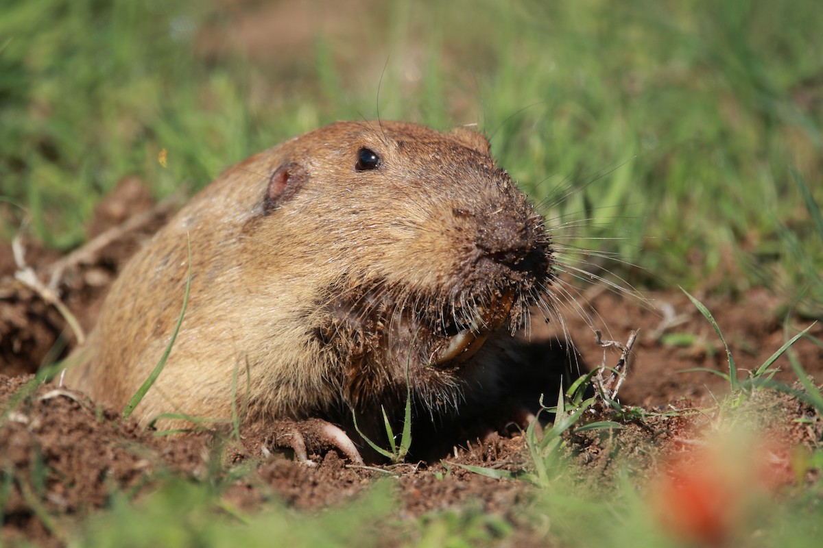 Plains Pocket Gopher - ML650932172