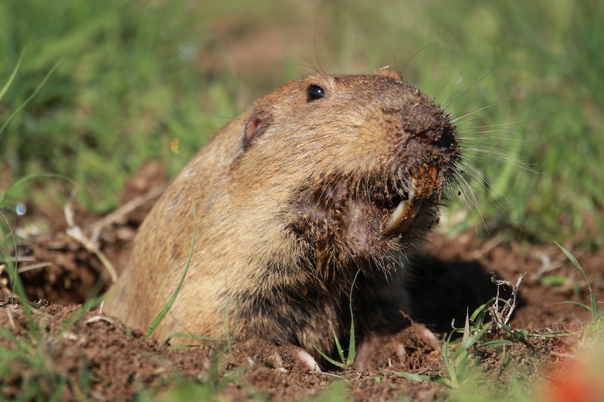 Plains Pocket Gopher - ML650932177