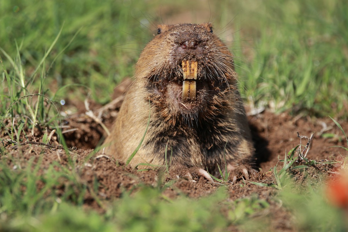 Plains Pocket Gopher - ML650932179