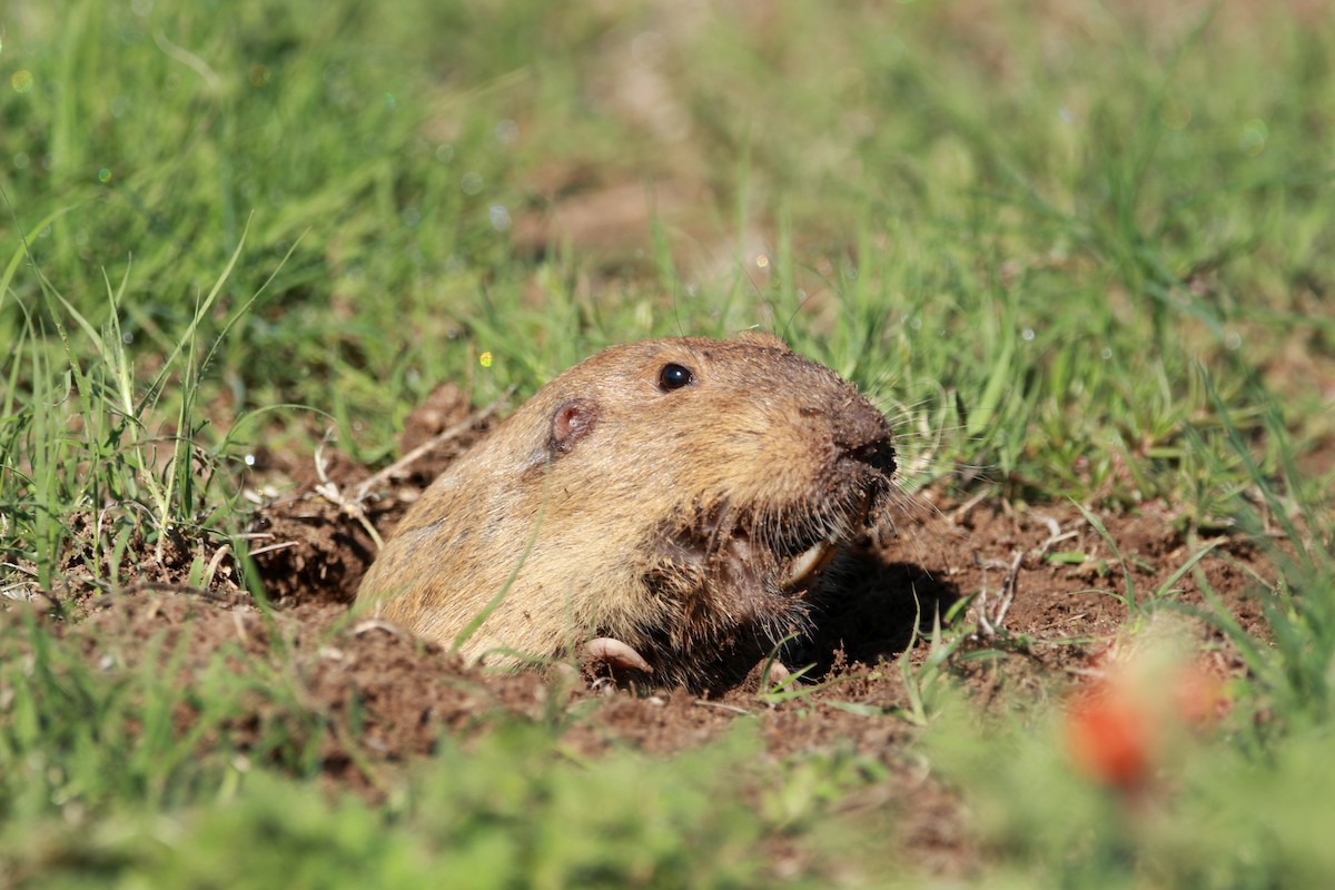 Plains Pocket Gopher - ML650932183