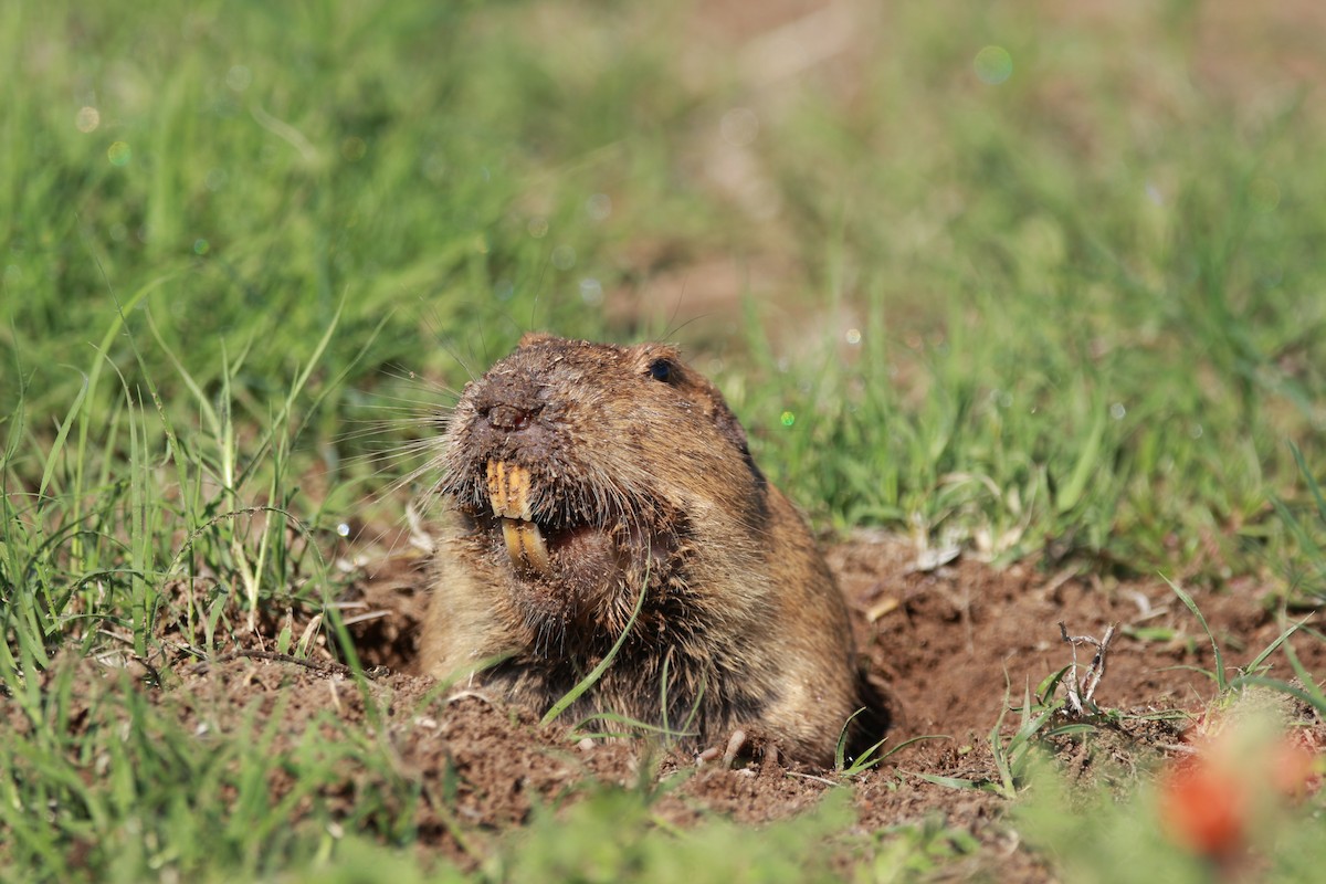 Plains Pocket Gopher - ML650932189
