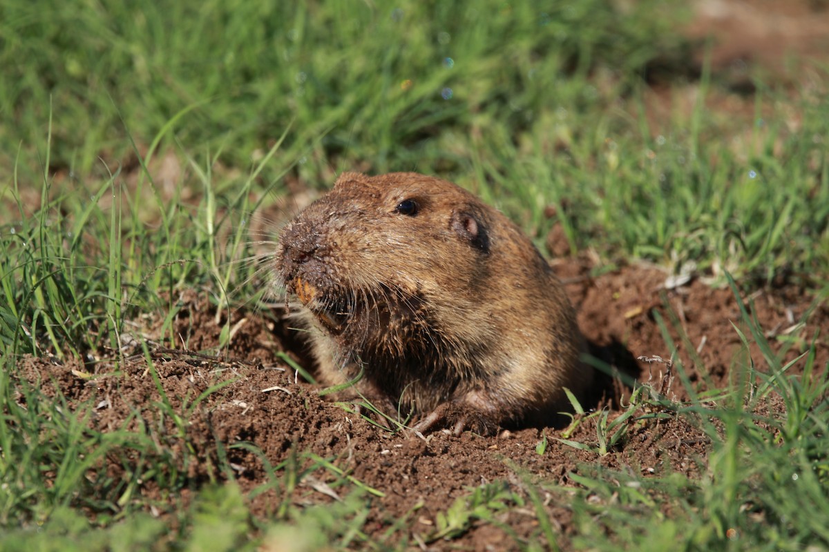Plains Pocket Gopher - ML650932190