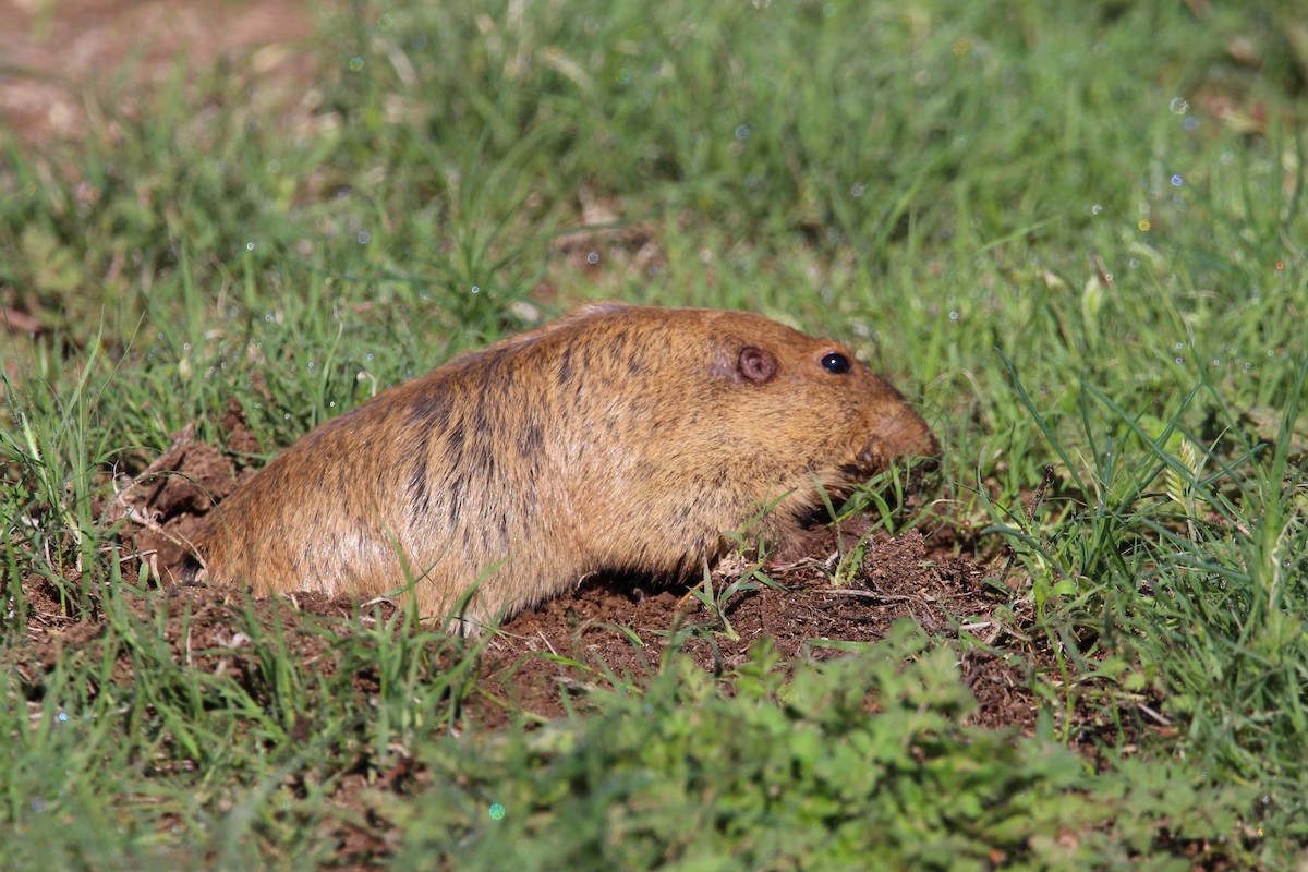 Plains Pocket Gopher - ML650932194