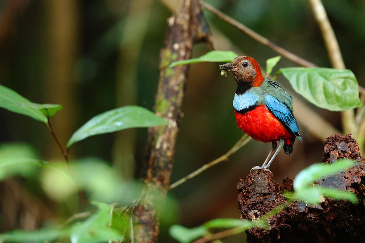 Papuan Pitta - ML650932367