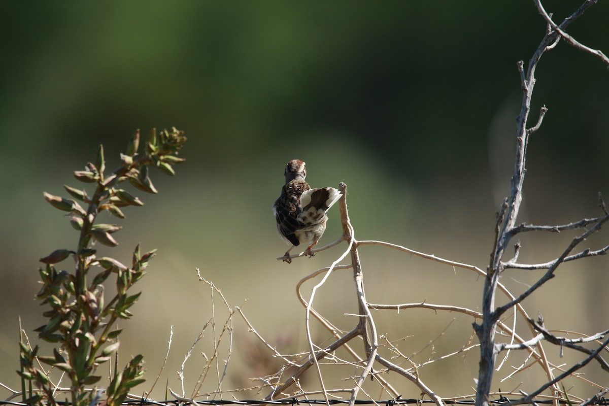 strnádka travní - ML650932387