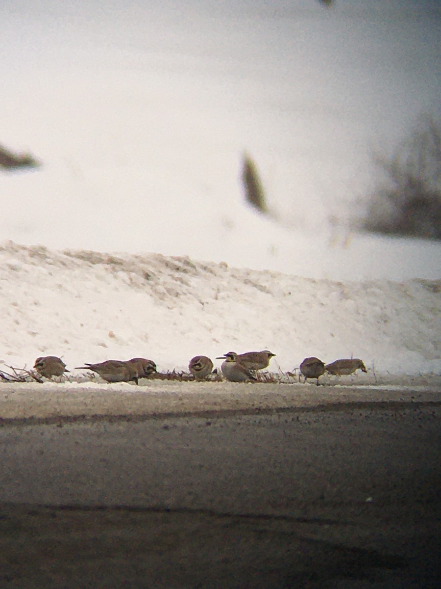 Horned Lark - ML650932504