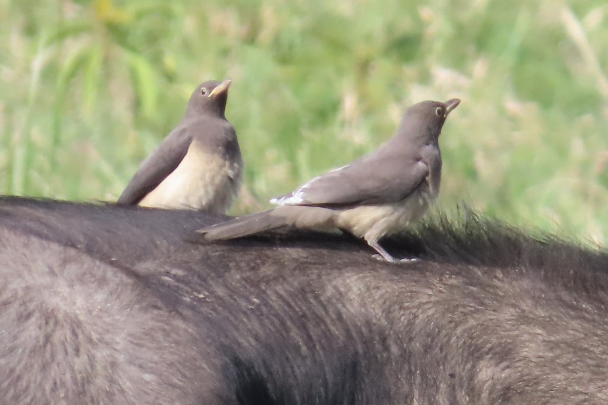 Yellow-billed Oxpecker - ML650932610