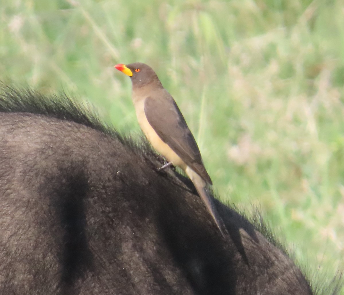 Yellow-billed Oxpecker - ML650932630