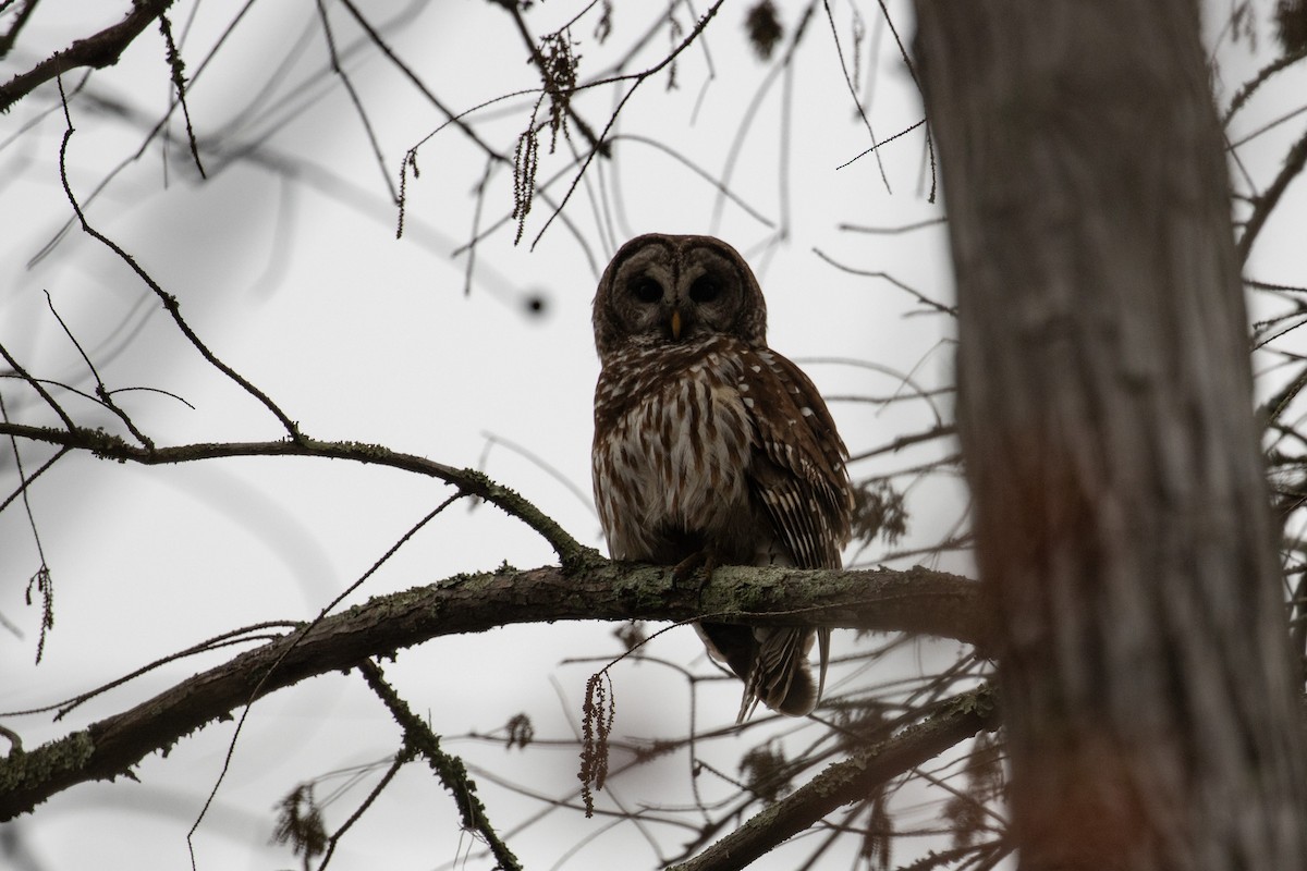 Barred Owl - ML650932720