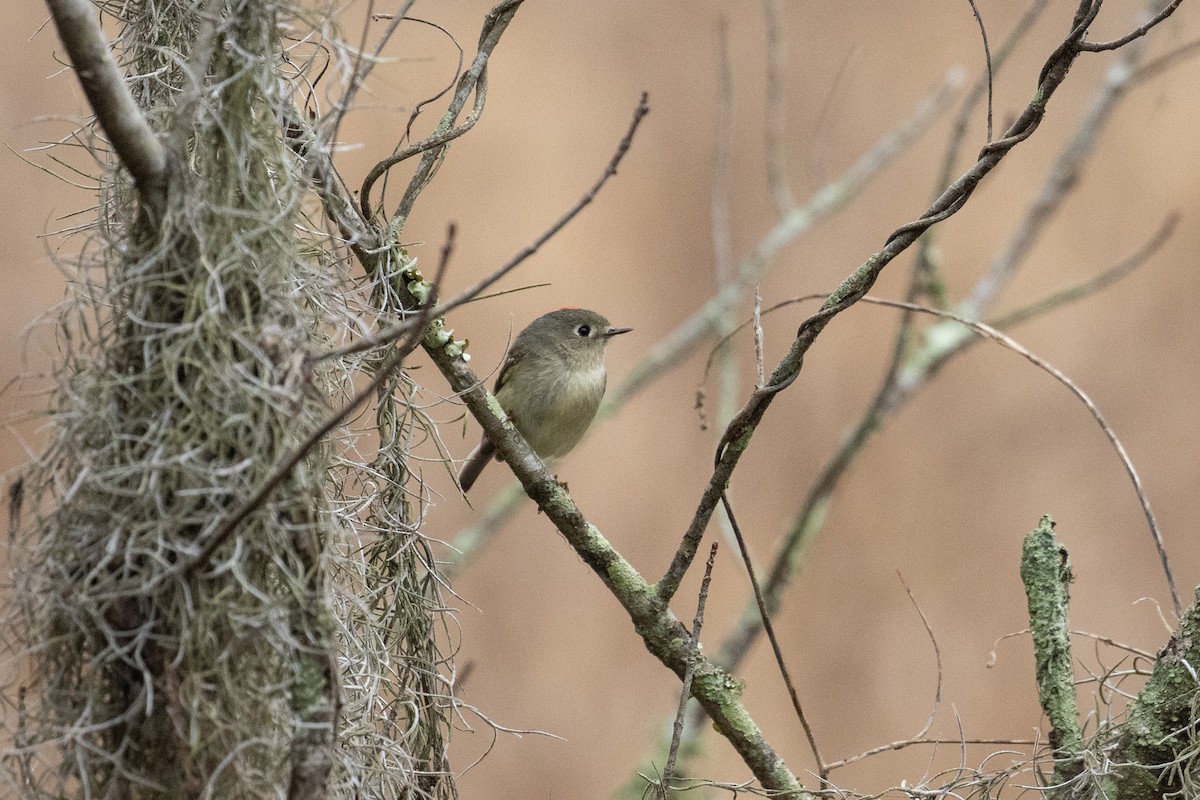 מלכילון אמריקני - ML650932786