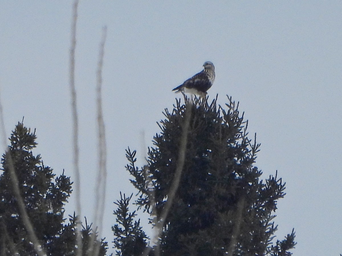 Rough-legged Hawk - ML650932959