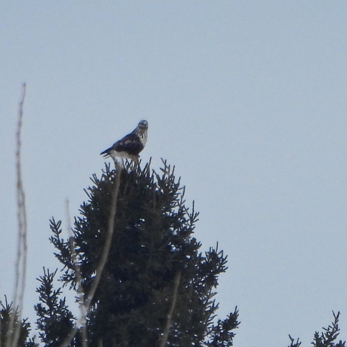 Rough-legged Hawk - ML650932960