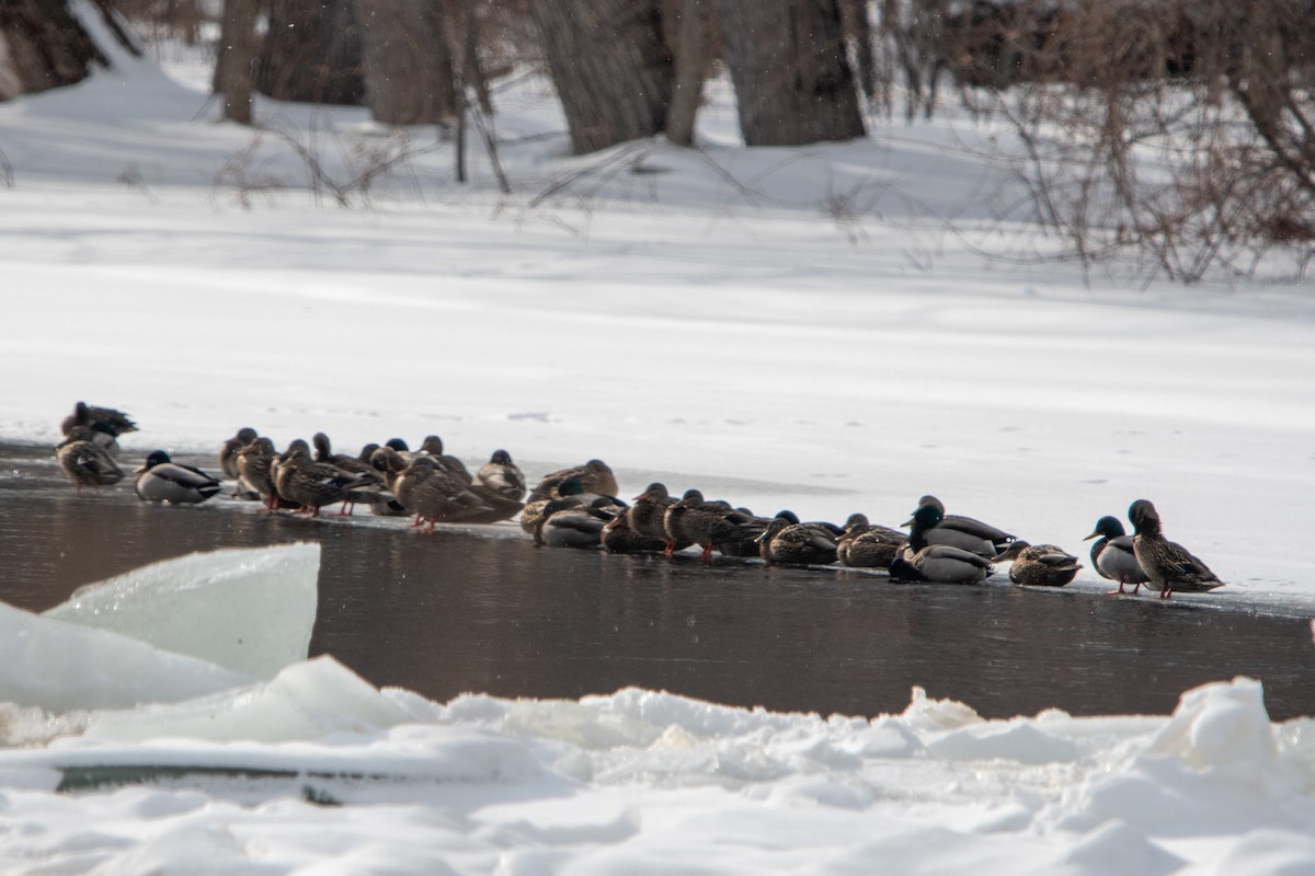 Кряква - ML650933006