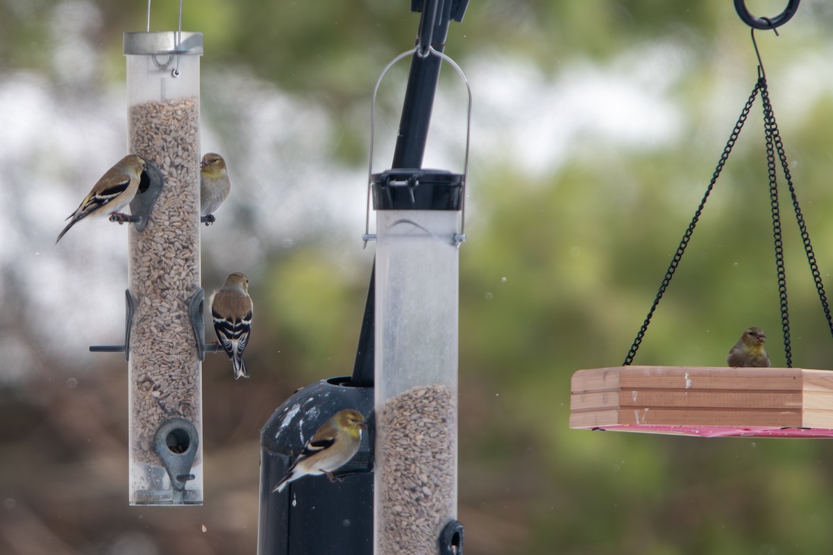 Американский чиж - ML650933018