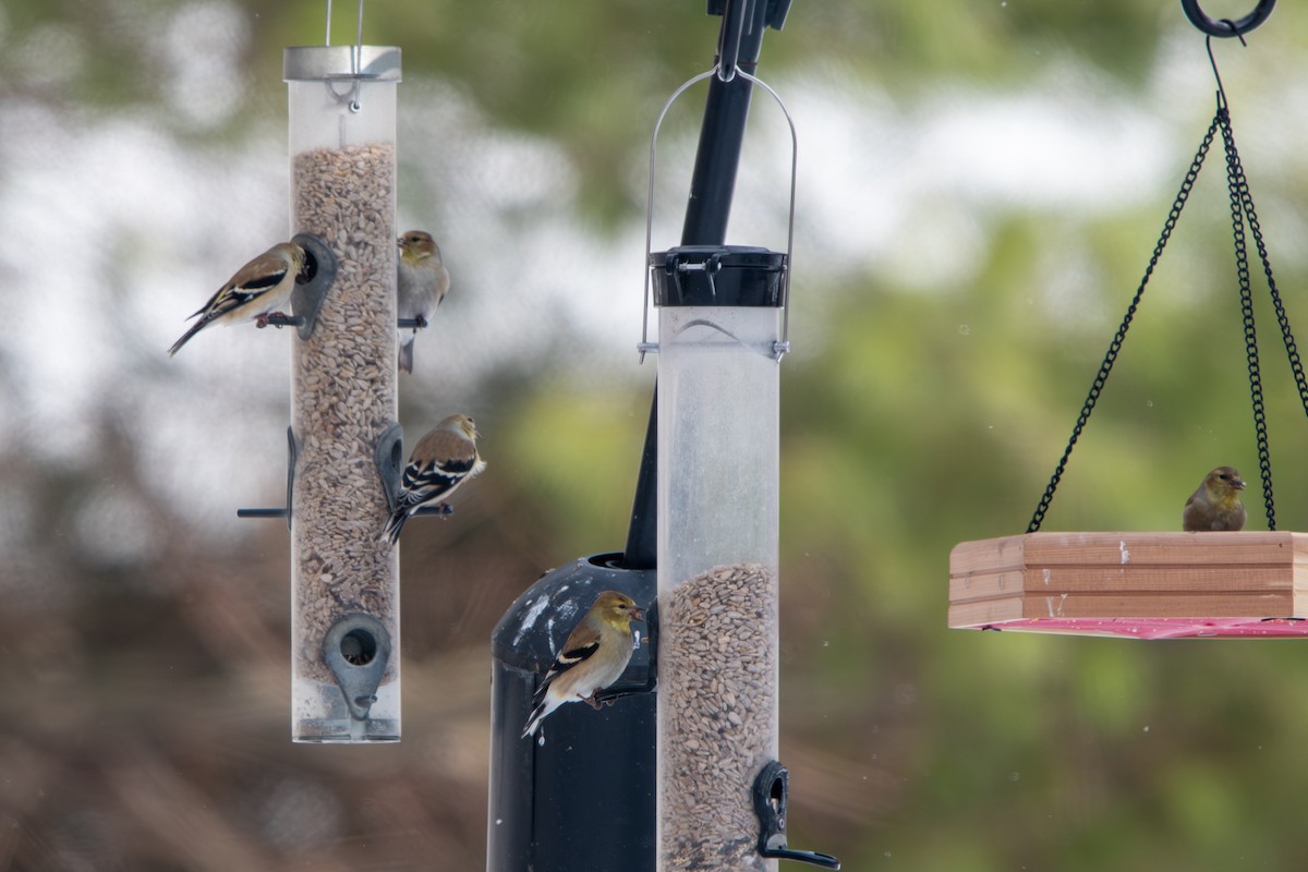 Американский чиж - ML650933019