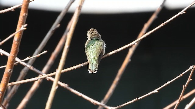 Broad-tailed Hummingbird - ML650933128