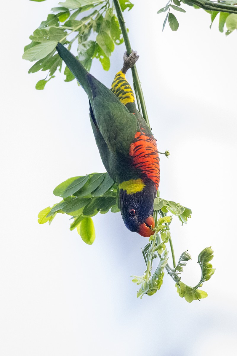 Coconut Lorikeet - ML650933213