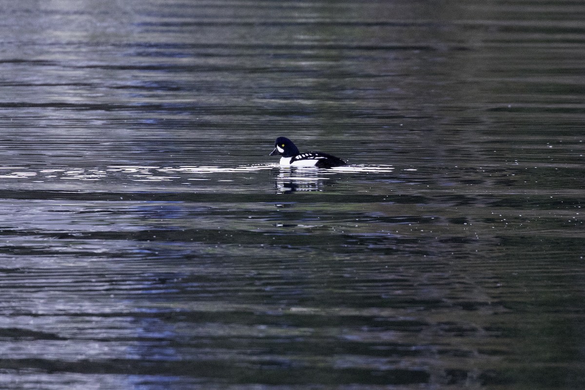 Barrow's Goldeneye - ML650933315