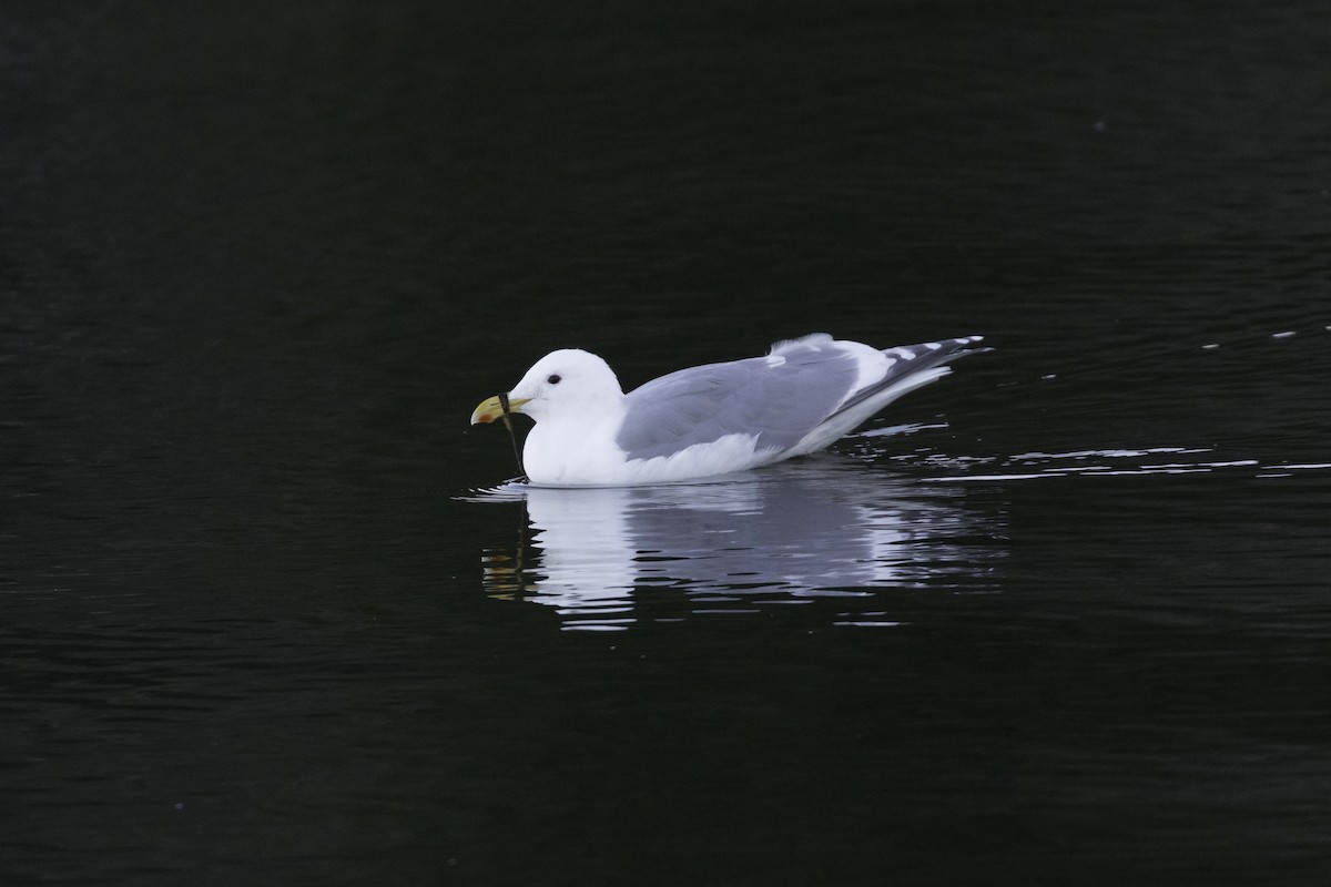 Western x Glaucous-winged Gull (hybrid) - ML650933353