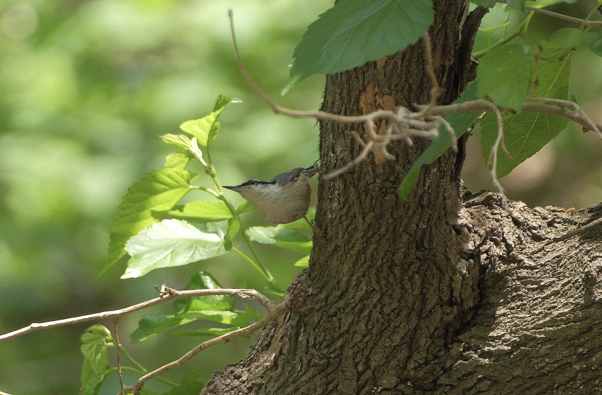 Eurasian Nuthatch - ML650933386
