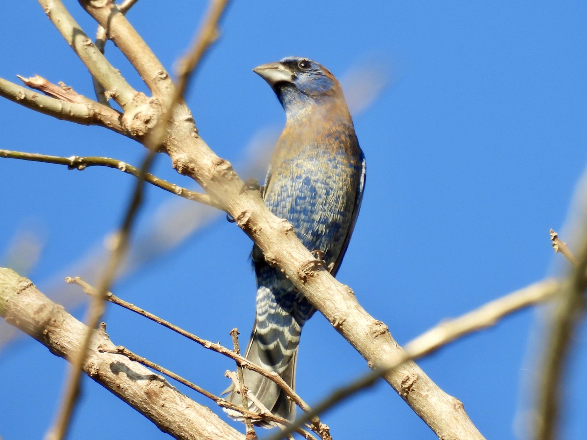 Blue Grosbeak - ML650933418