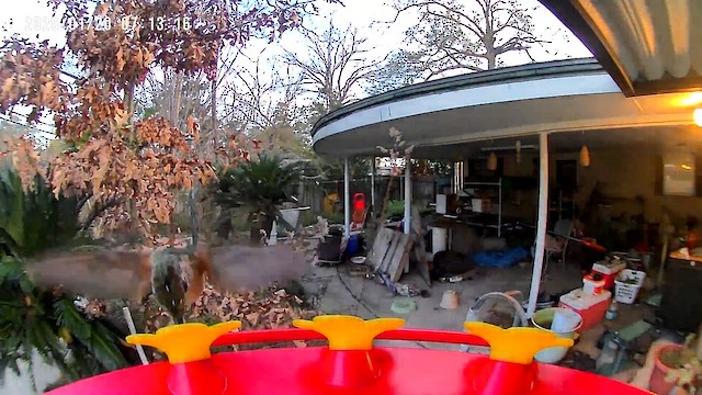 Broad-tailed Hummingbird - ML650933526