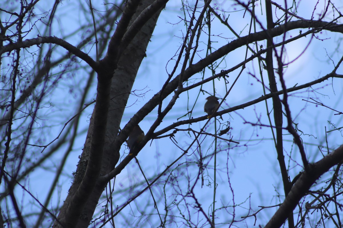 Cedar Waxwing - ML650933661