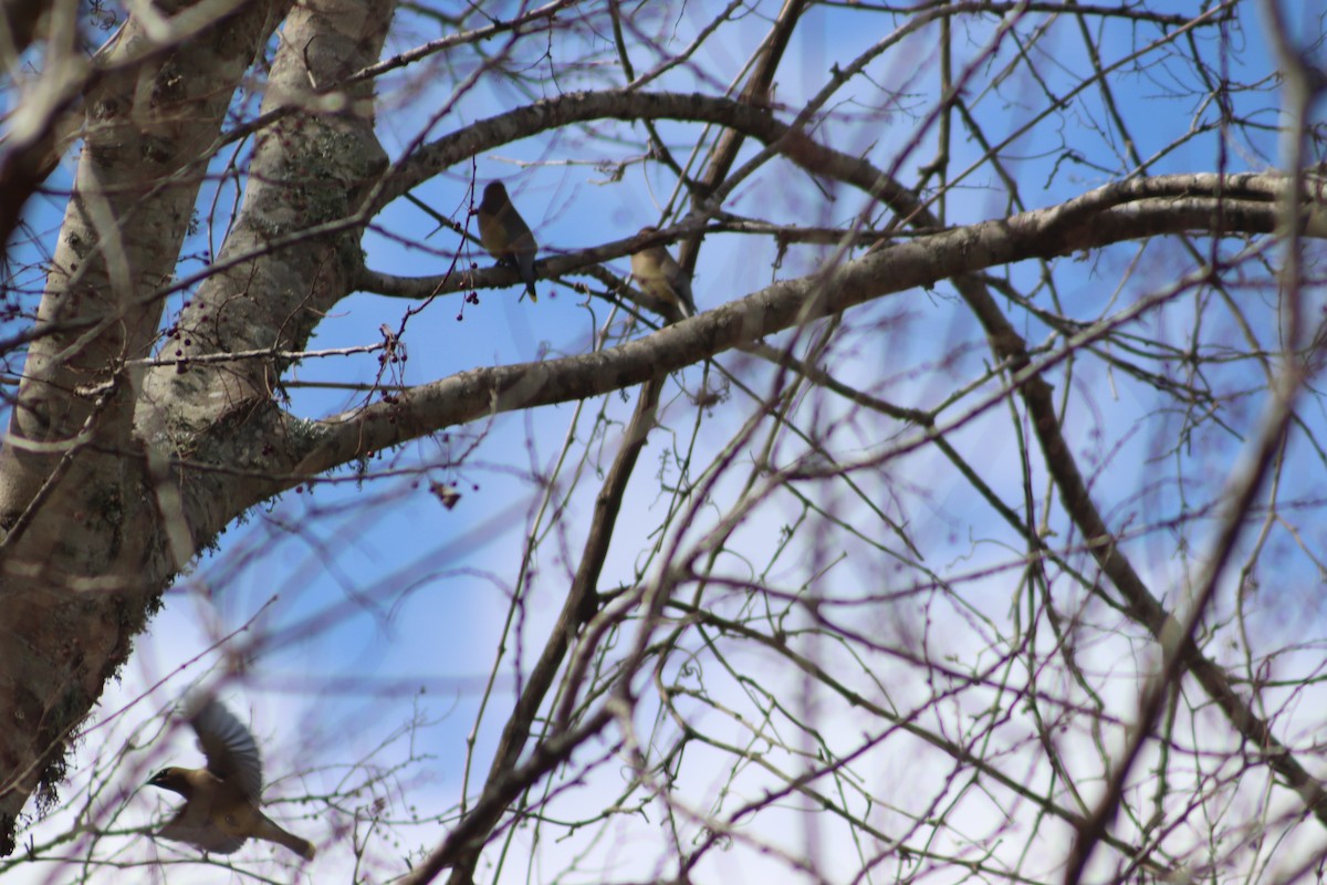 Cedar Waxwing - ML650933662