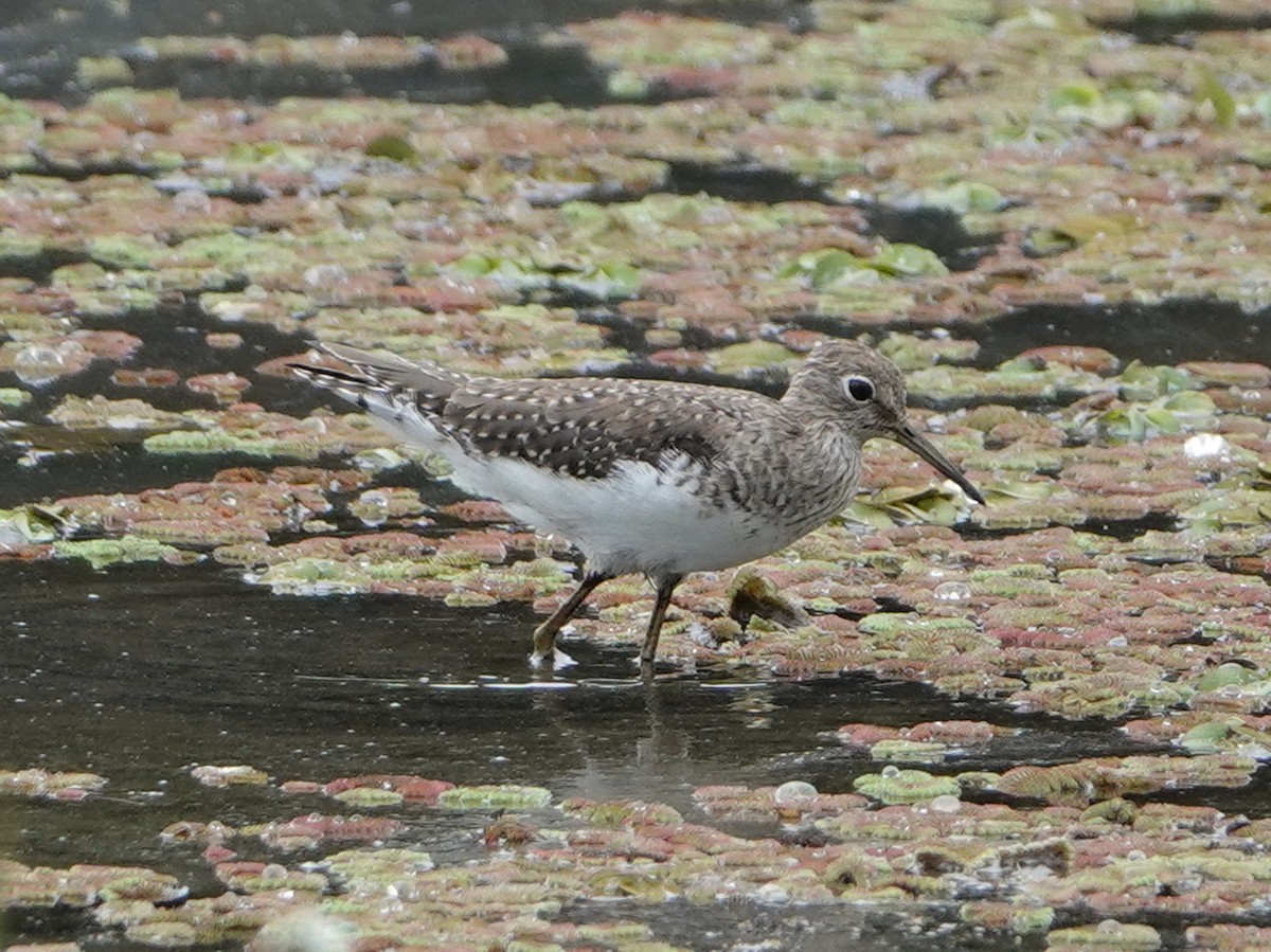 Solitary Sandpiper - ML650933784