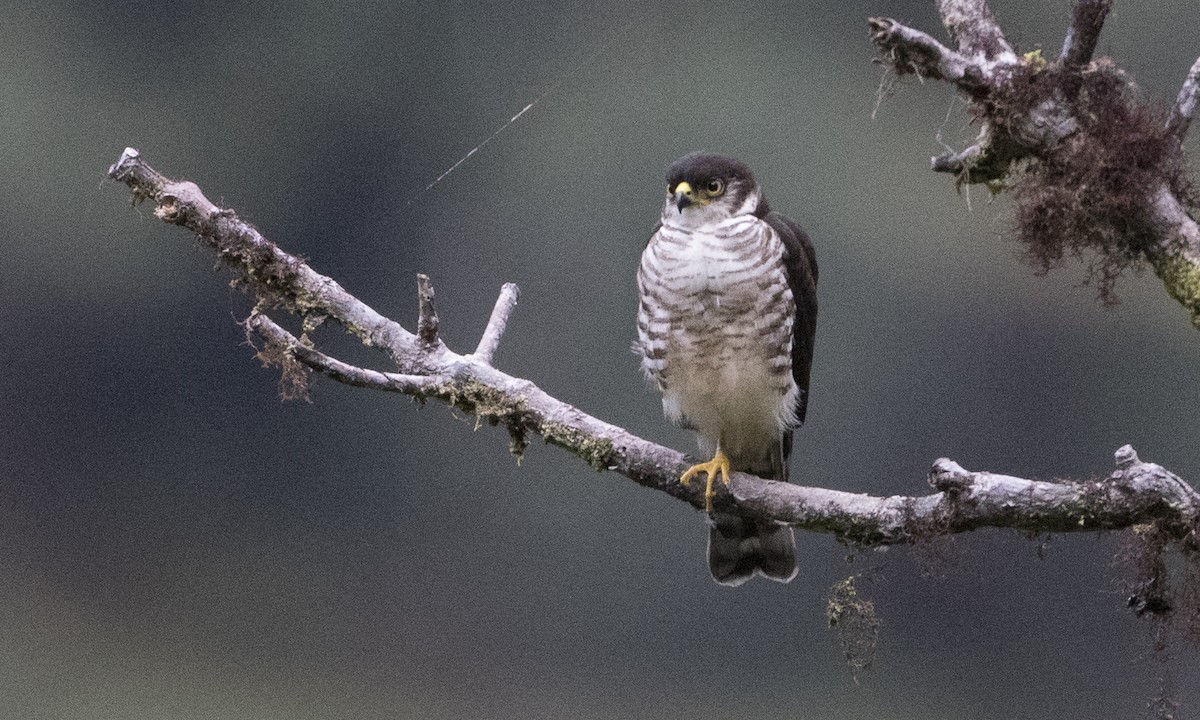 Semicollared Hawk - Brian Sullivan